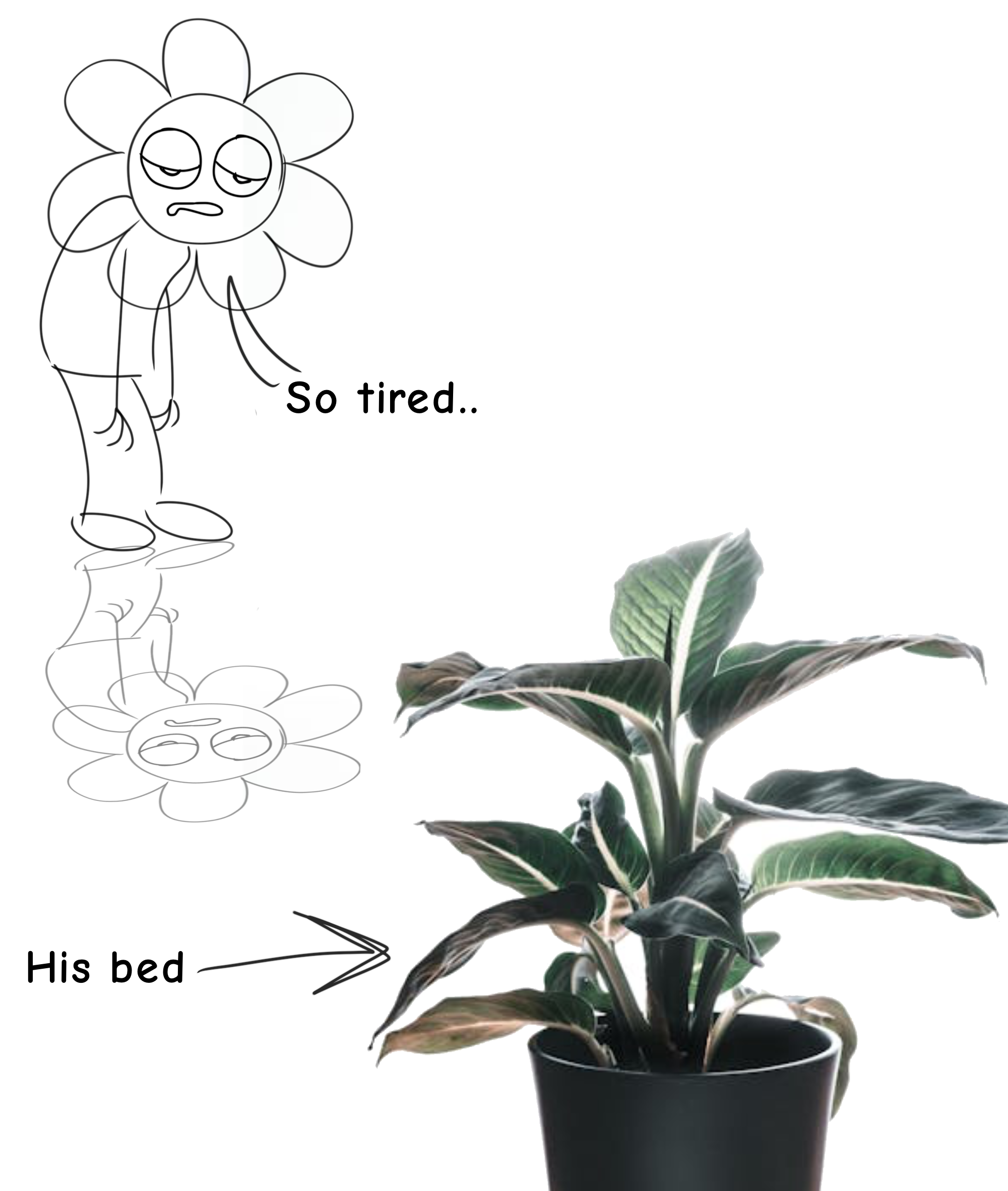 The first picture of the actual story!